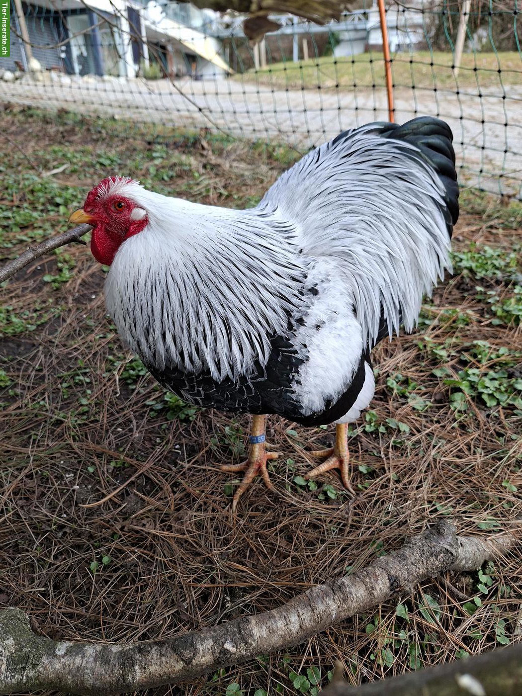 Wyandotten Hahn, silbern gebändert, Zwergrasse