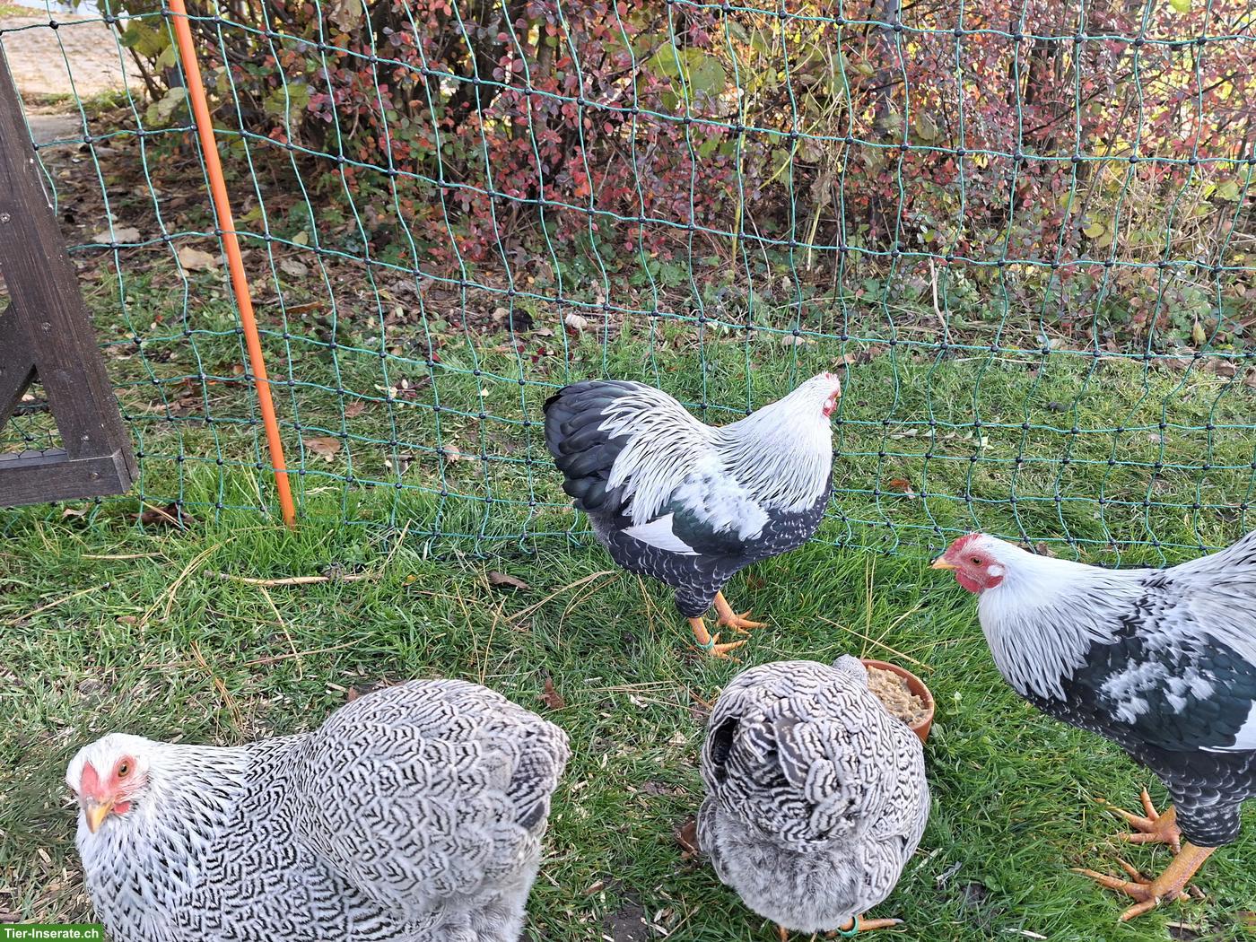 Bruteier Zwerg-Wyandotten silbern gebändert