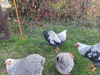 Bruteier Zwerg-Wyandotten silbern gebändert