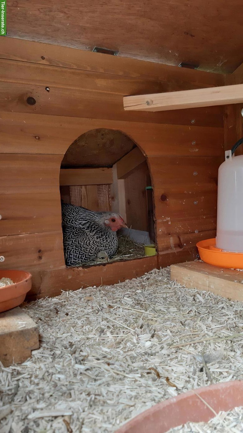 Bild 3: Bruteier Zwerg-Wyandotten silbern gebändert