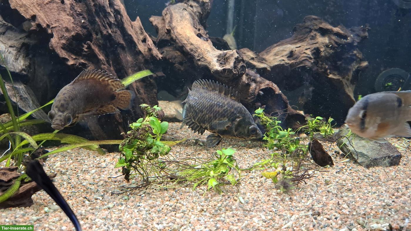 2 Leopard-Buschfisch (Ctenopoma acutirostre) abzugeben