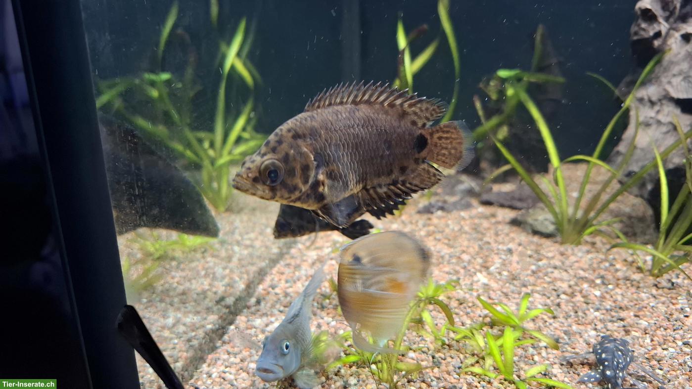 Bild 2: 2 Leopard-Buschfisch (Ctenopoma acutirostre) abzugeben