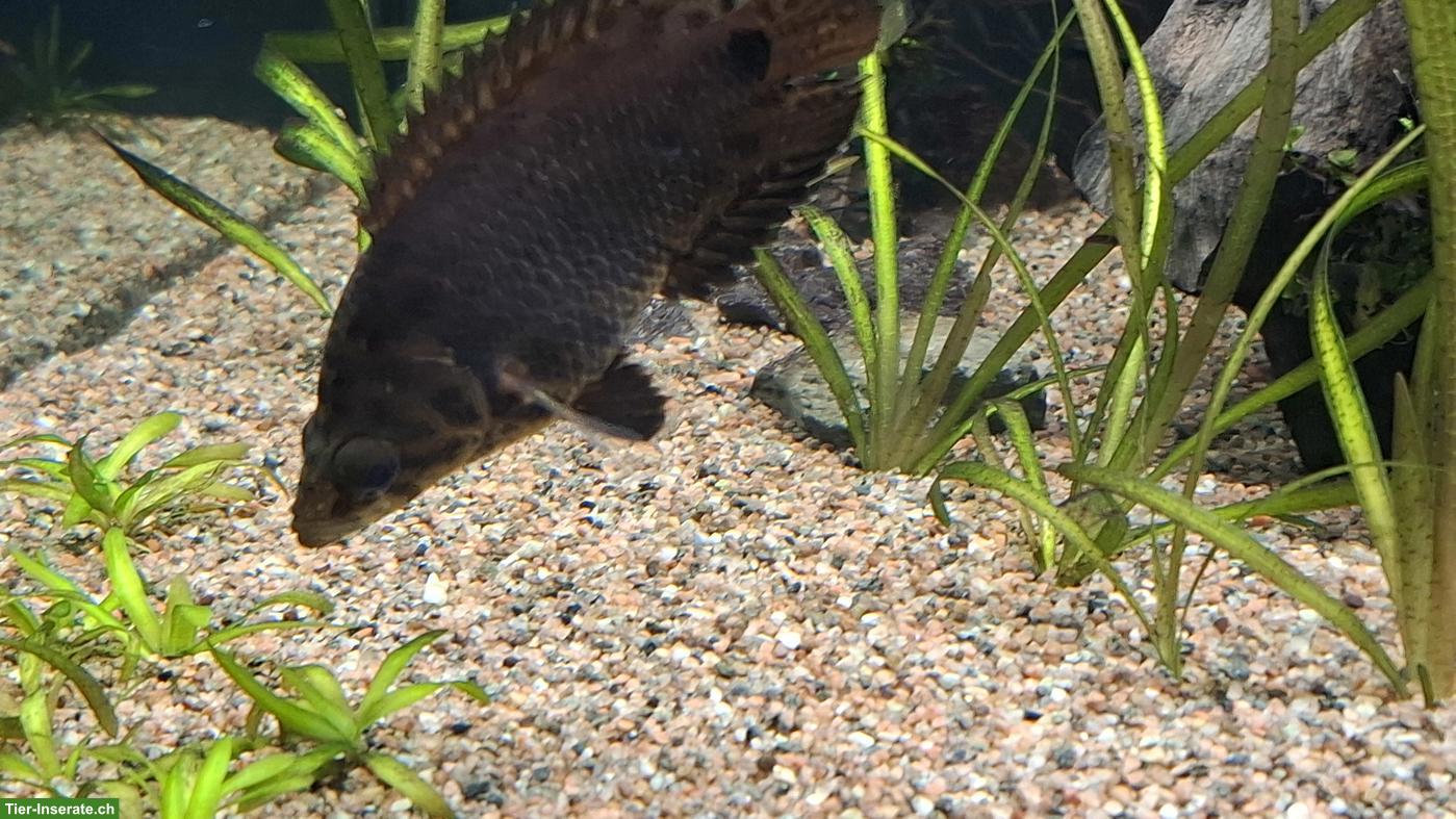 Bild 3: 2 Leopard-Buschfisch (Ctenopoma acutirostre) abzugeben