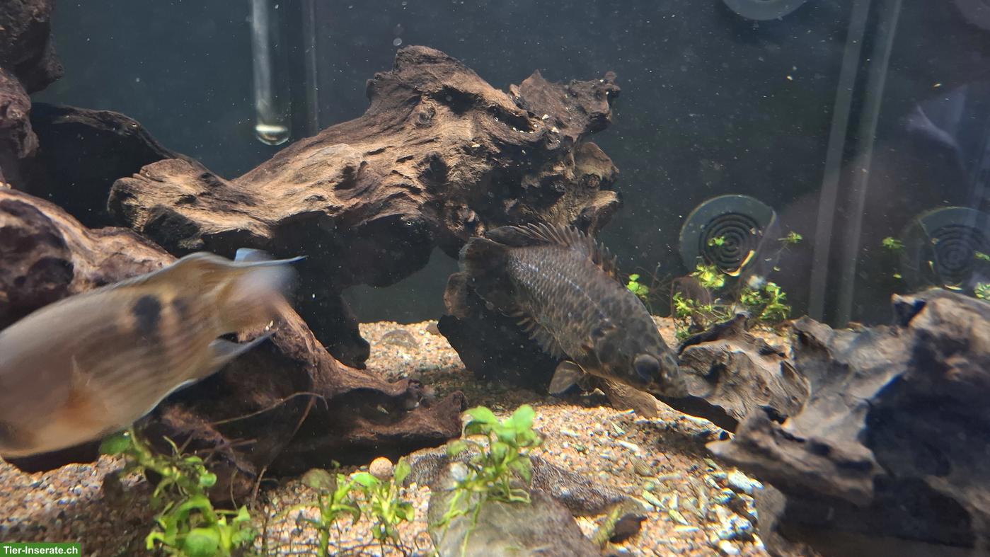 Bild 4: 2 Leopard-Buschfisch (Ctenopoma acutirostre) abzugeben