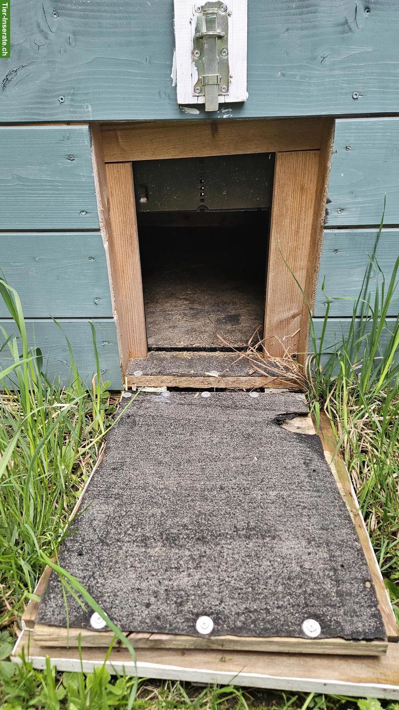 Bild 2: Laufentenstall zu verkaufen