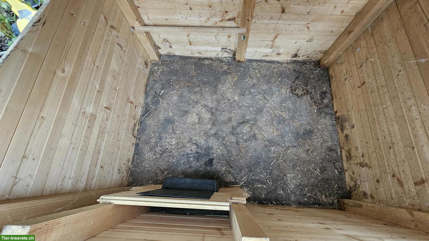 Bild 3: Laufentenstall zu verkaufen