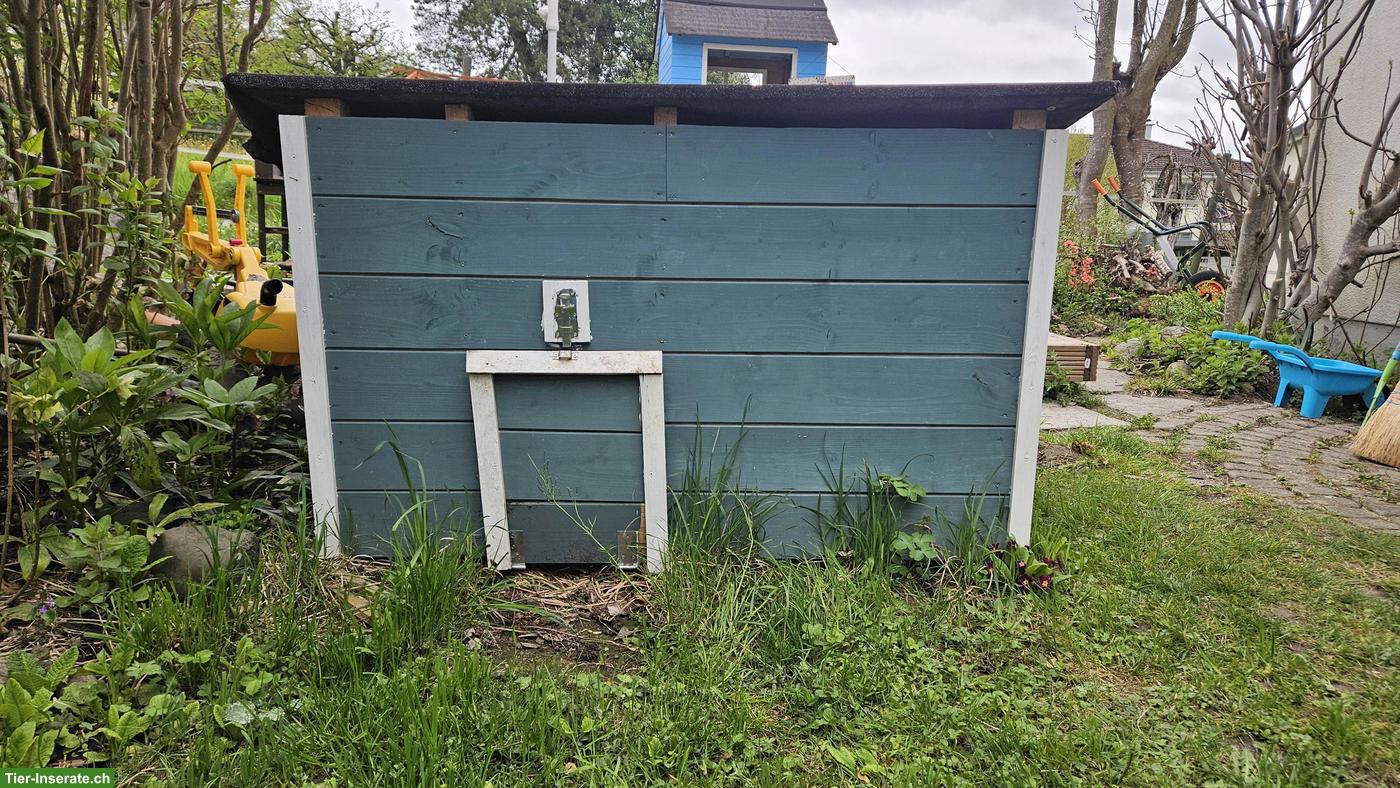 Bild 4: Laufentenstall zu verkaufen