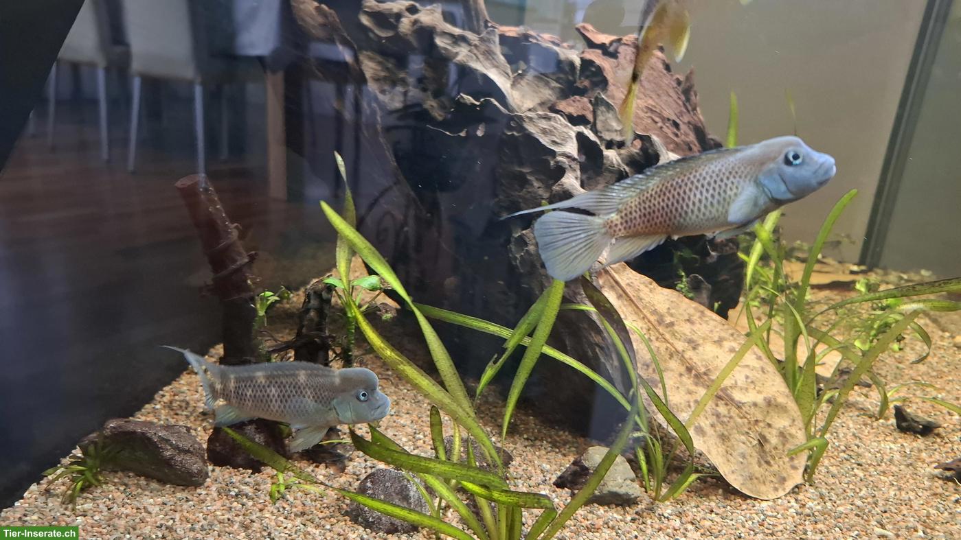 1 Paar Steatocranus casuarius u/o Goldener Kongosalmler