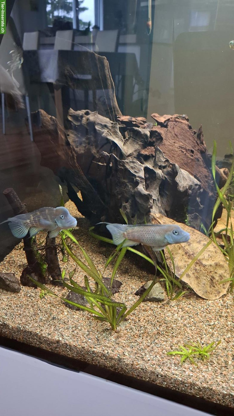 Bild 2: 1 Paar Steatocranus casuarius u/o Goldener Kongosalmler