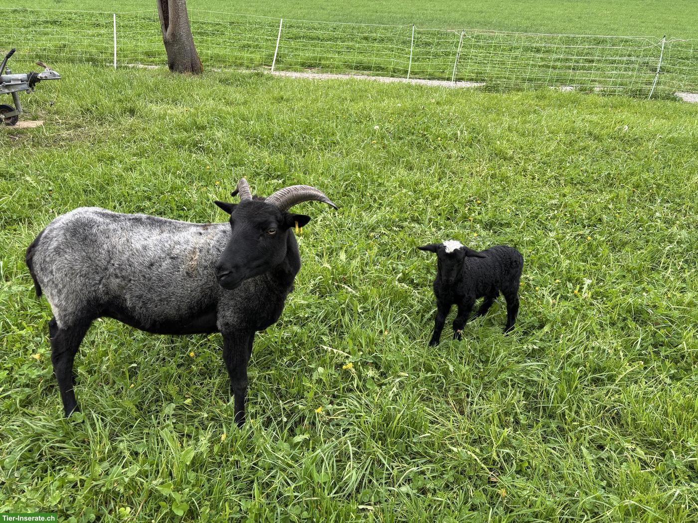 Heidschnucke mit Lamm zu verkaufen