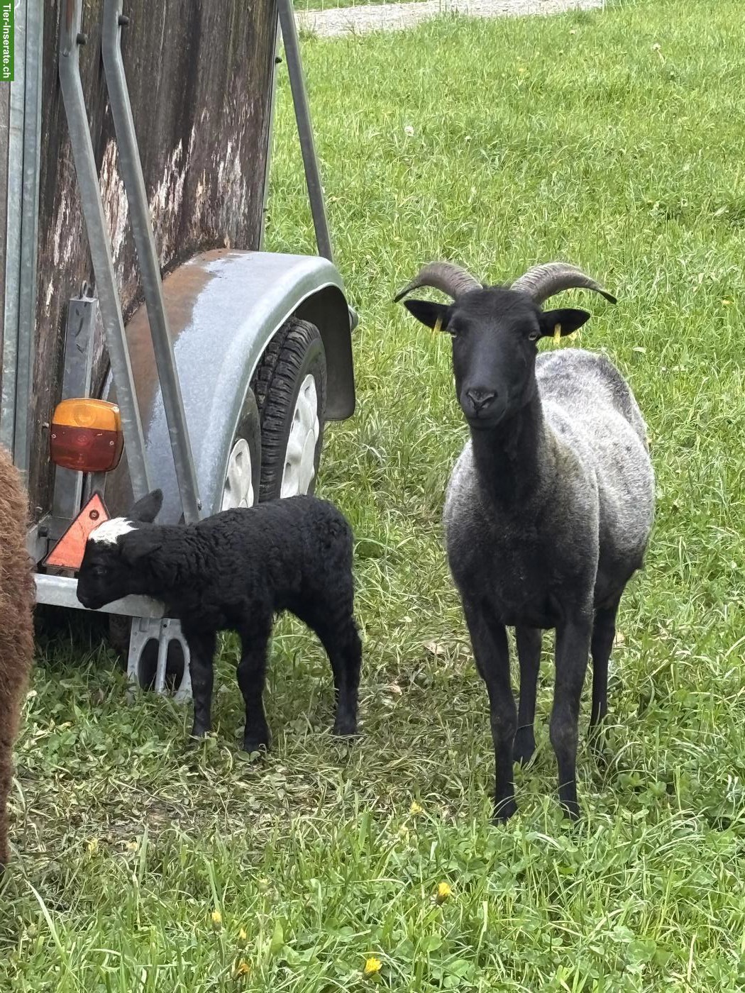 Bild 2: Heidschnucke mit Lamm zu verkaufen