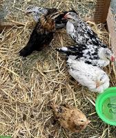 Junge Zwerghühner, Hennen & Hähne