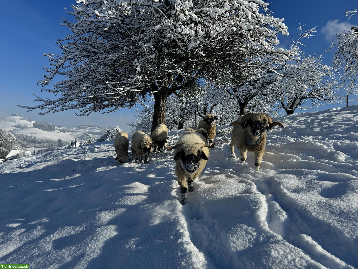 Walliser Schwarznasenschafe suchen neues Zuhause