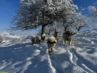 Walliser Schwarznasenschafe sucht neues Zuhause
