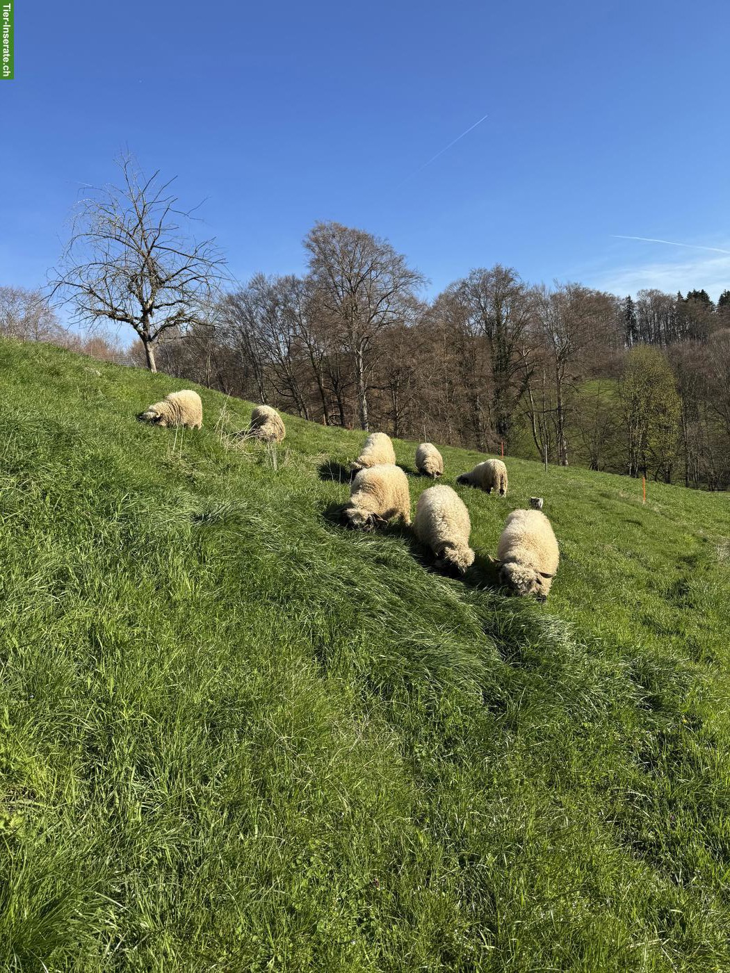 Bild 2: Walliser Schwarznasenschafe suchen neues Zuhause