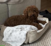 Zwergpudel Rüde, 10 Monate alt, sucht neues Zuhause