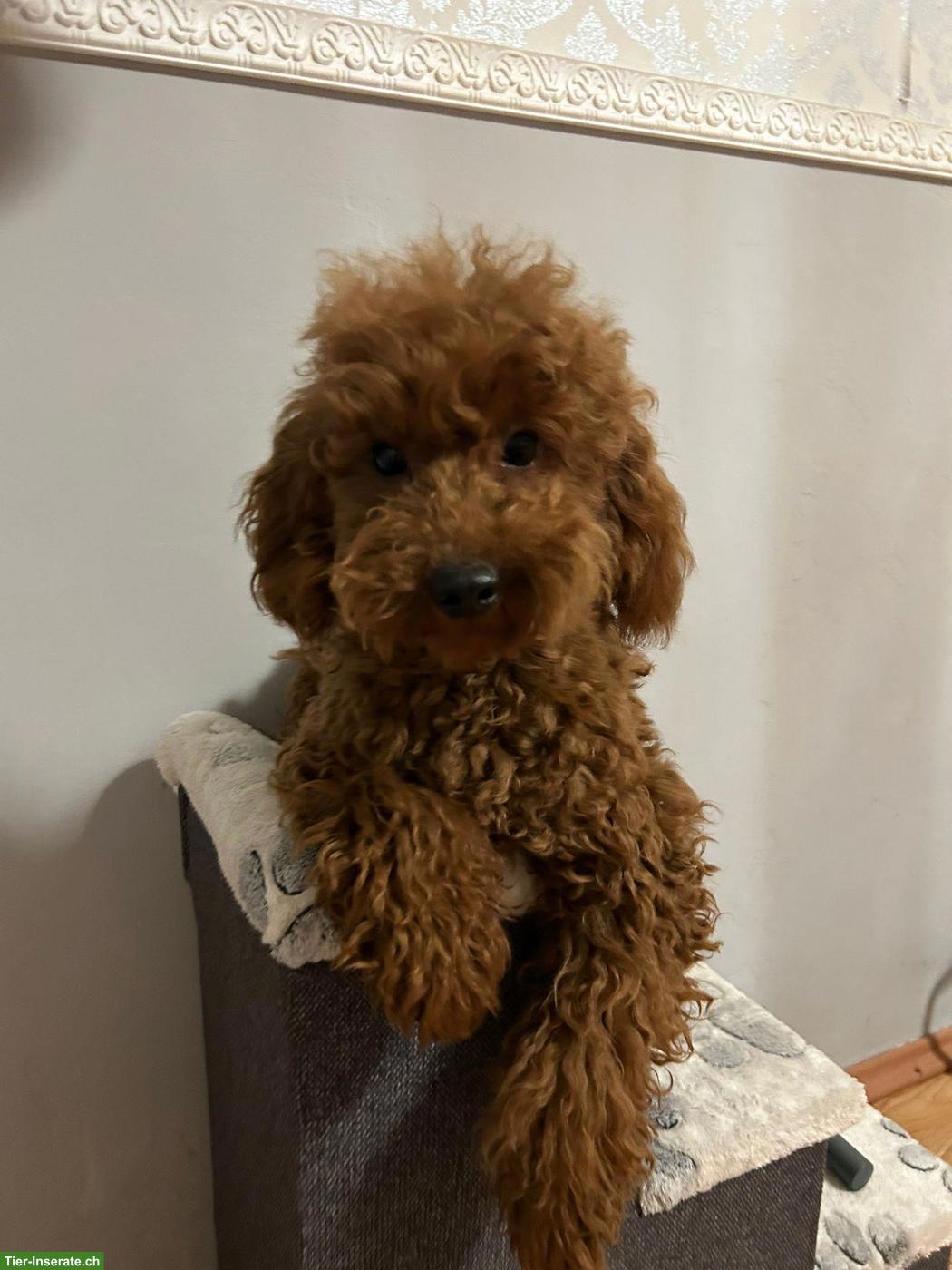 Bild 2: Zwergpudel Rüde, 10 Monate alt, sucht neues Zuhause