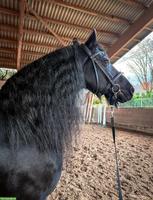 Friesen Stute sucht neues Zuhause