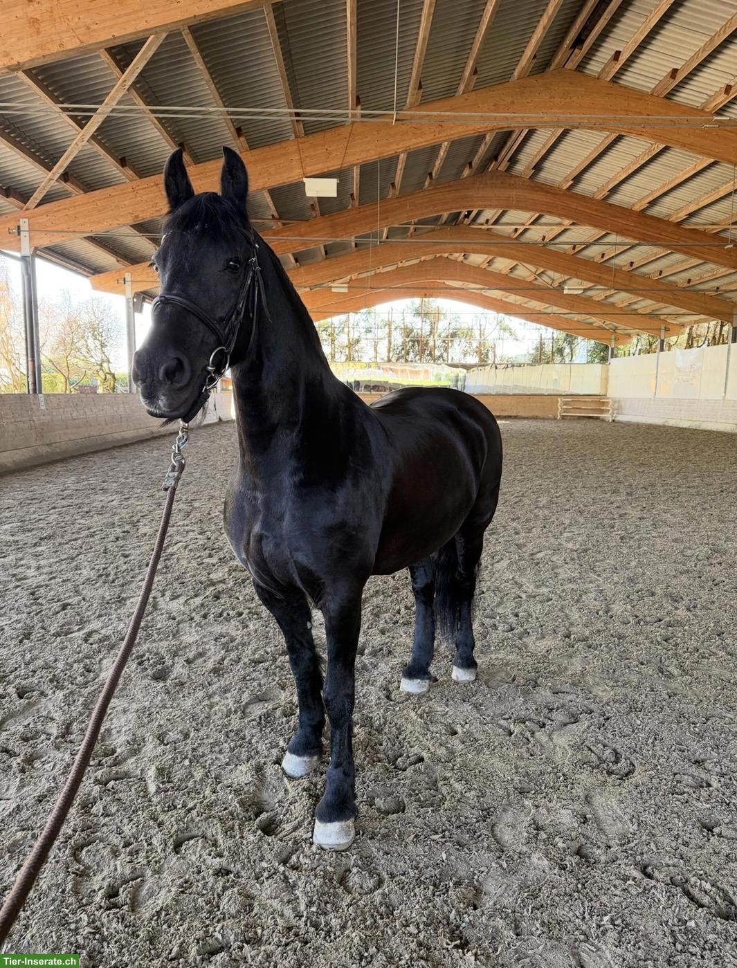 Bild 2: Friesen Stute sucht neues Zuhause