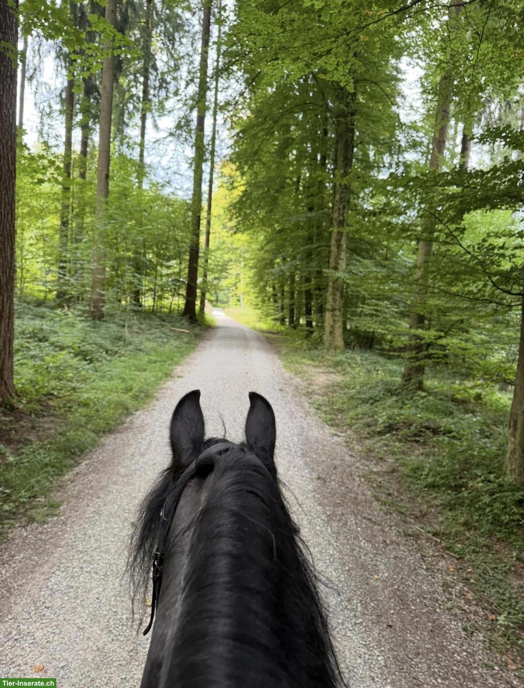 Bild 3: Friesen Stute sucht neues Zuhause