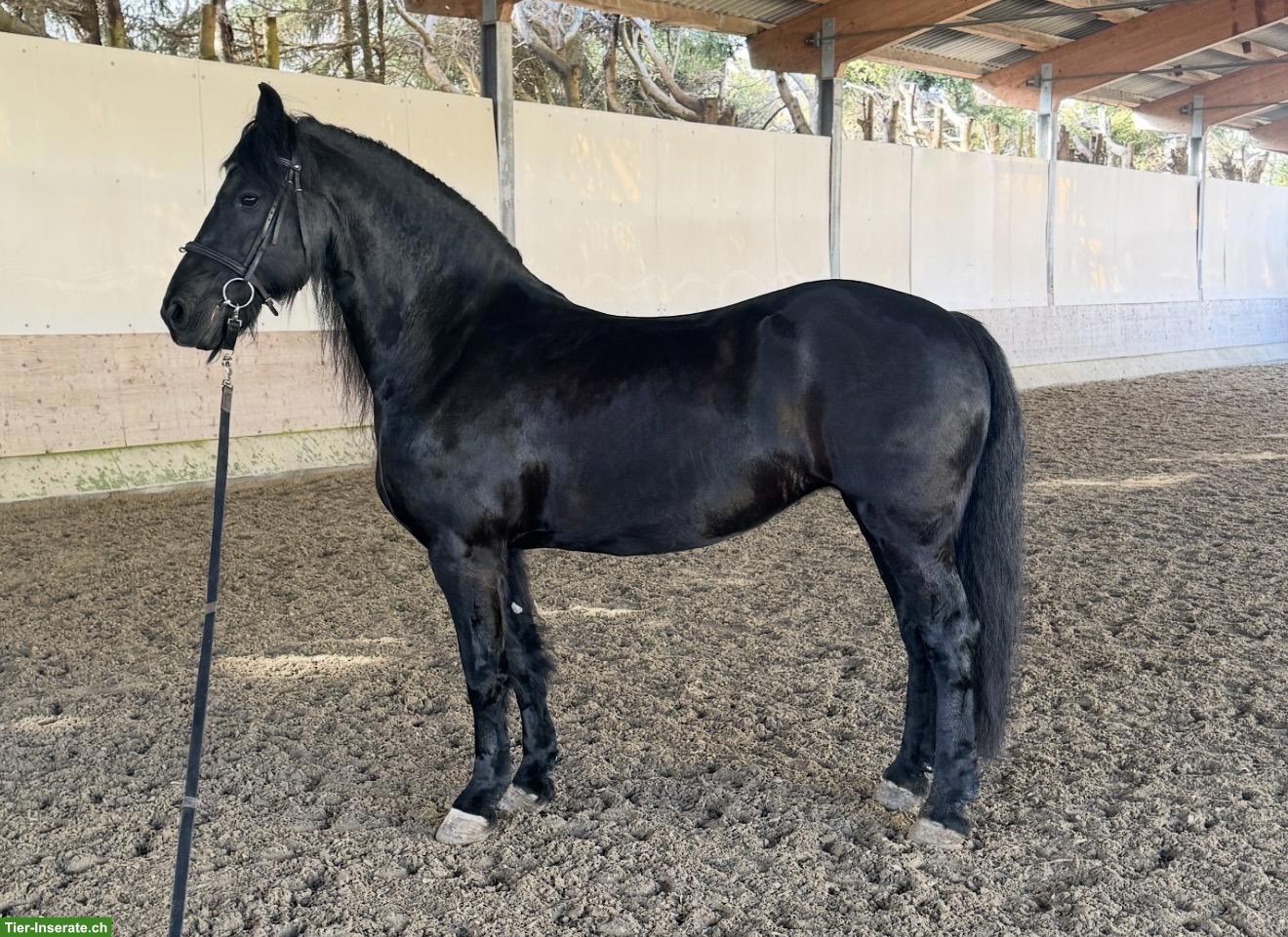 Bild 5: Friesen Stute sucht neues Zuhause