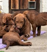Chesapeake Bay Retriever Welpen