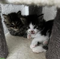 Wunderschöne Maine Coon Kitten abzugeben
