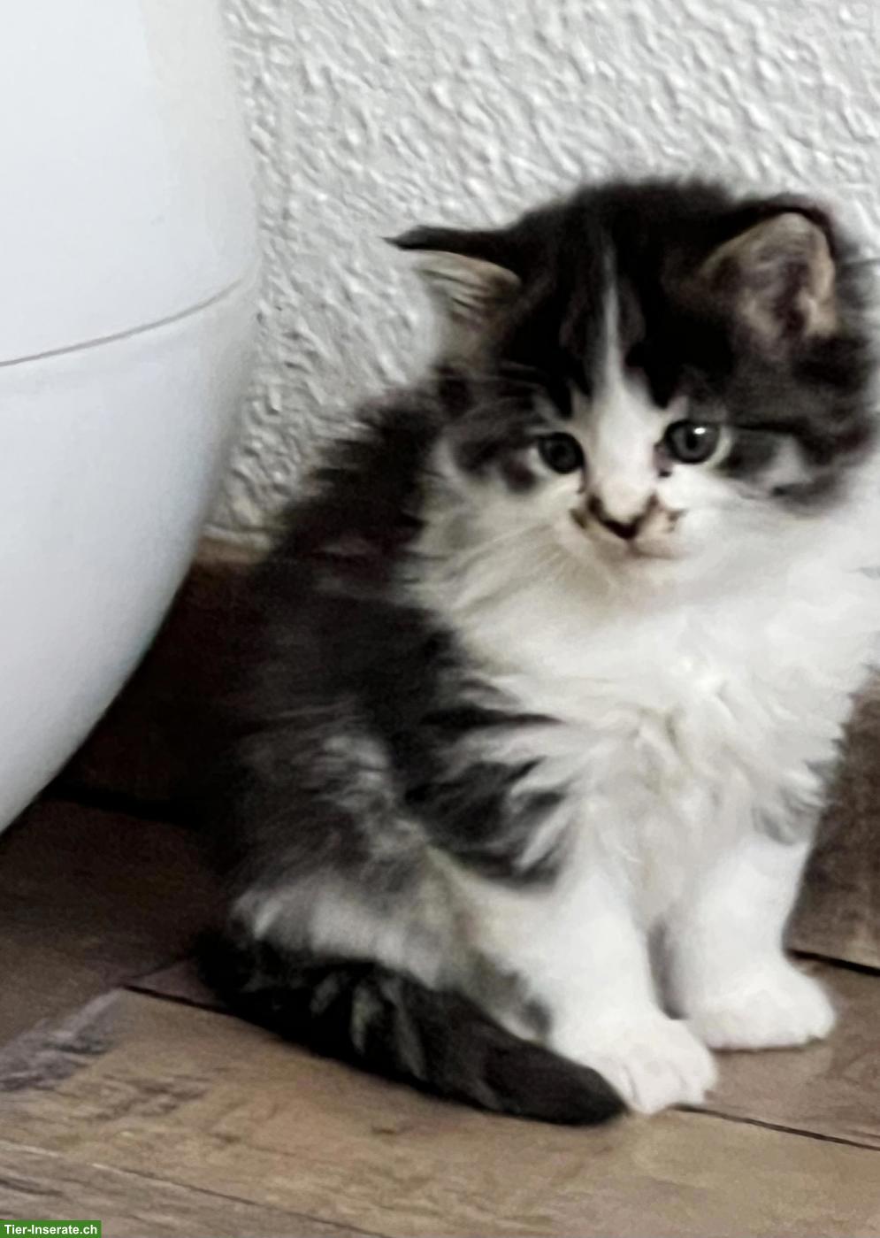 Bild 2: Wunderschöne Maine Coon Kitten abzugeben
