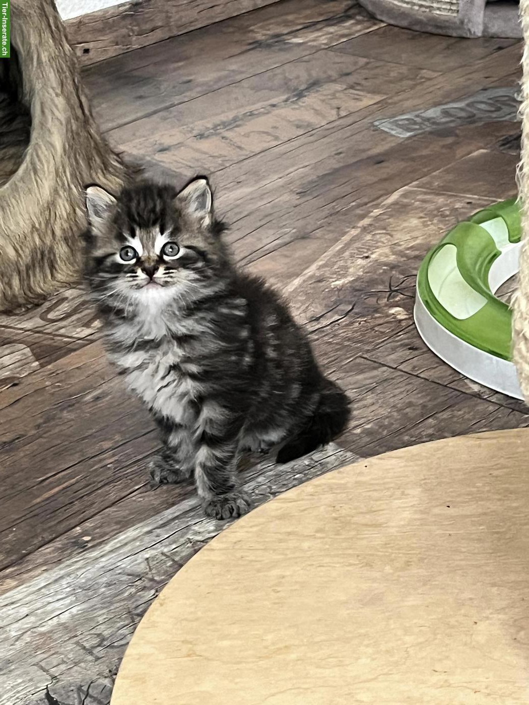 Bild 3: Wunderschöne Maine Coon Kitten abzugeben