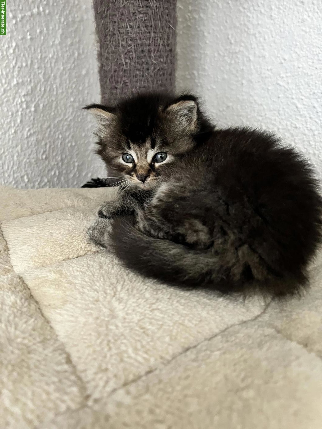 Bild 4: Wunderschöne Maine Coon Kitten abzugeben