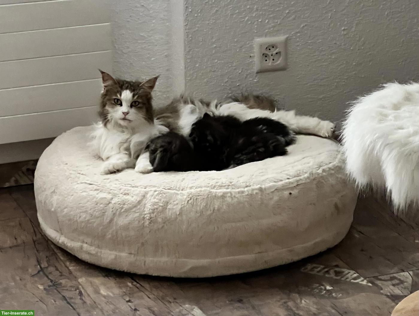 Bild 5: Wunderschöne Maine Coon Kitten abzugeben