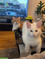 2 liebe Wohnungskatzen 🐱 suchen neues Zuhause