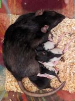 Süße weibliche Rattenbabys aus liebevoller Hobbyzucht