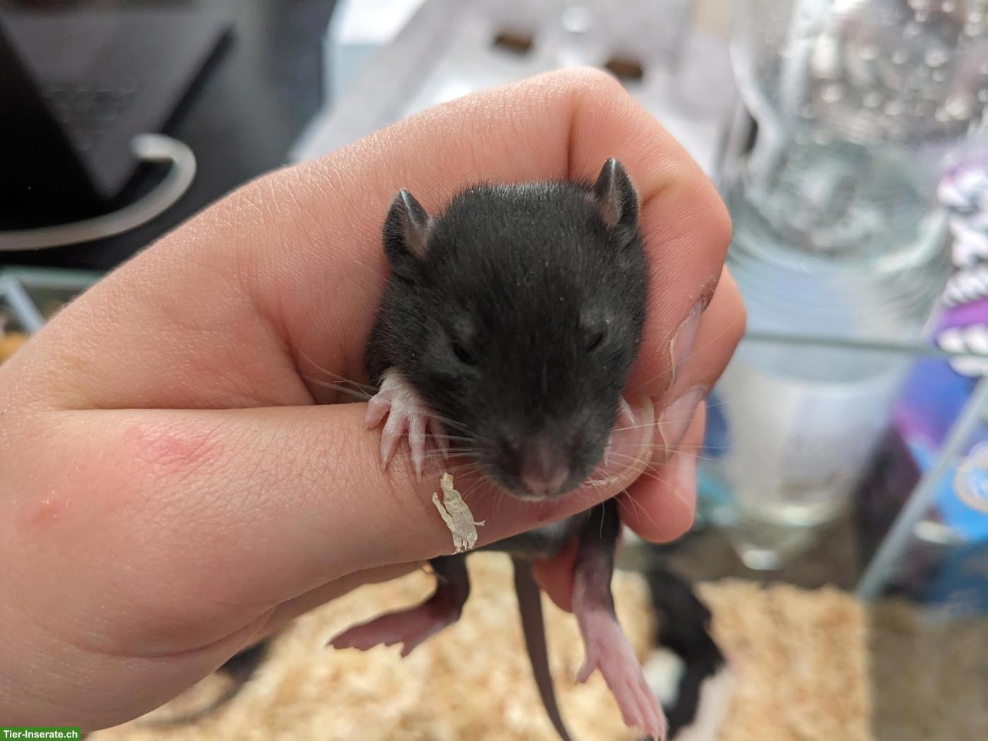 Bild 3: Weibliche Rattenbabys aus liebevoller Hobbyzucht
