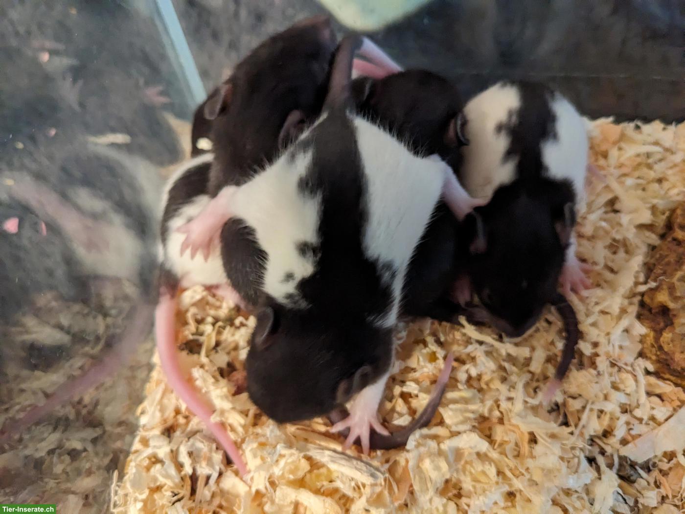 Bild 4: Weibliche Rattenbabys aus liebevoller Hobbyzucht