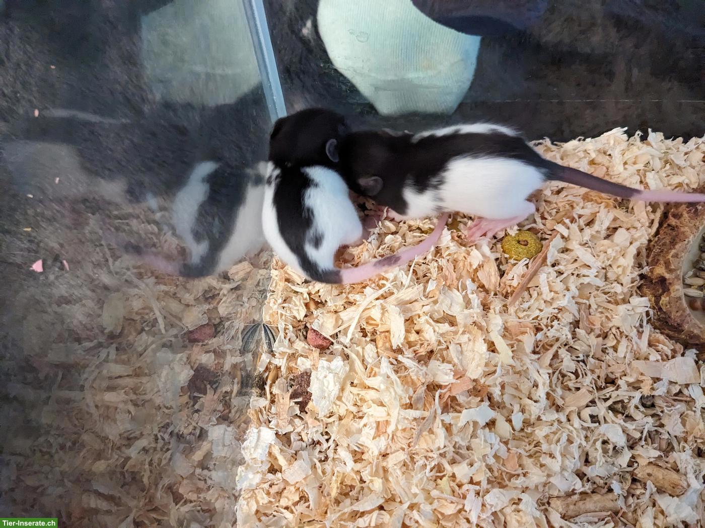 Bild 5: Weibliche Rattenbabys aus liebevoller Hobbyzucht