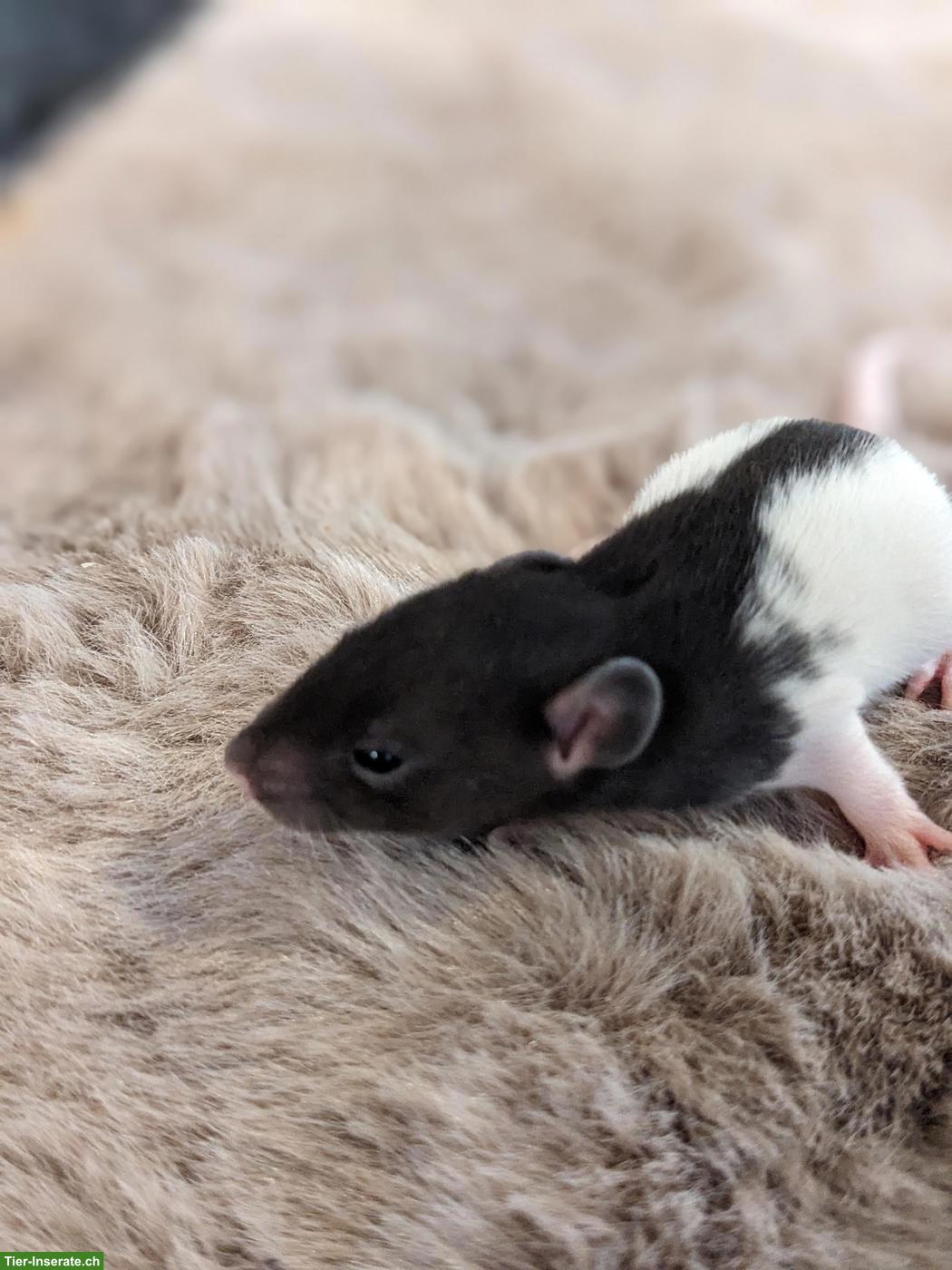 Bild 6: Weibliche Rattenbabys aus liebevoller Hobbyzucht