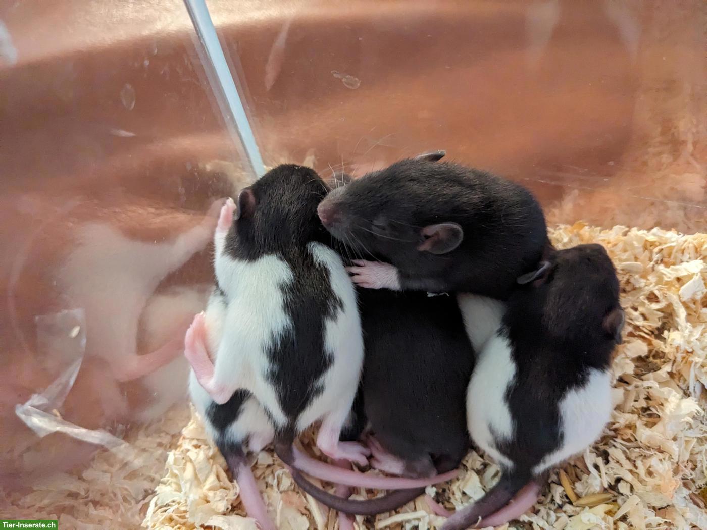 Männliche Rattenbabys aus liebevoller Hobbyzucht