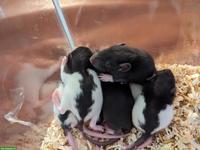 Männliche Rattenbabys aus liebevoller Hobbyzucht