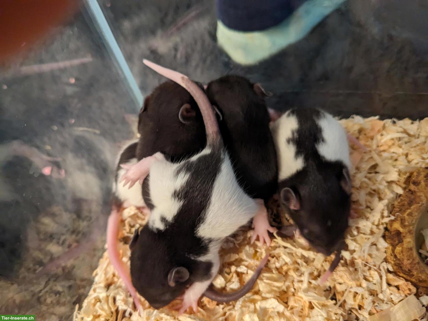 Bild 2: Männliche Rattenbabys aus liebevoller Hobbyzucht