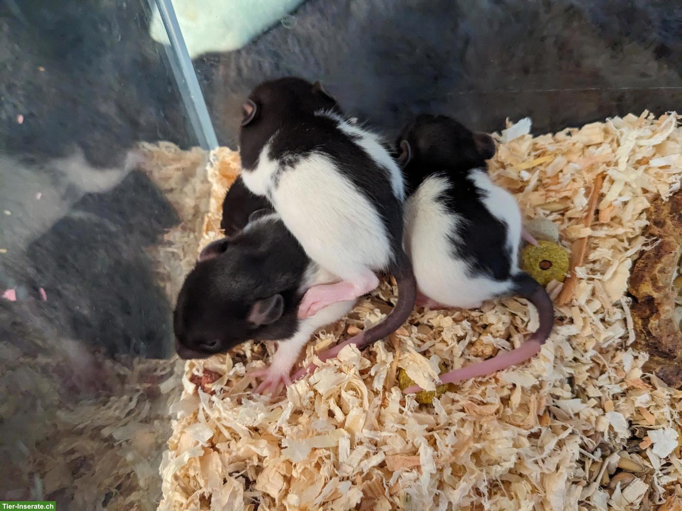 Bild 3: Männliche Rattenbabys aus liebevoller Hobbyzucht