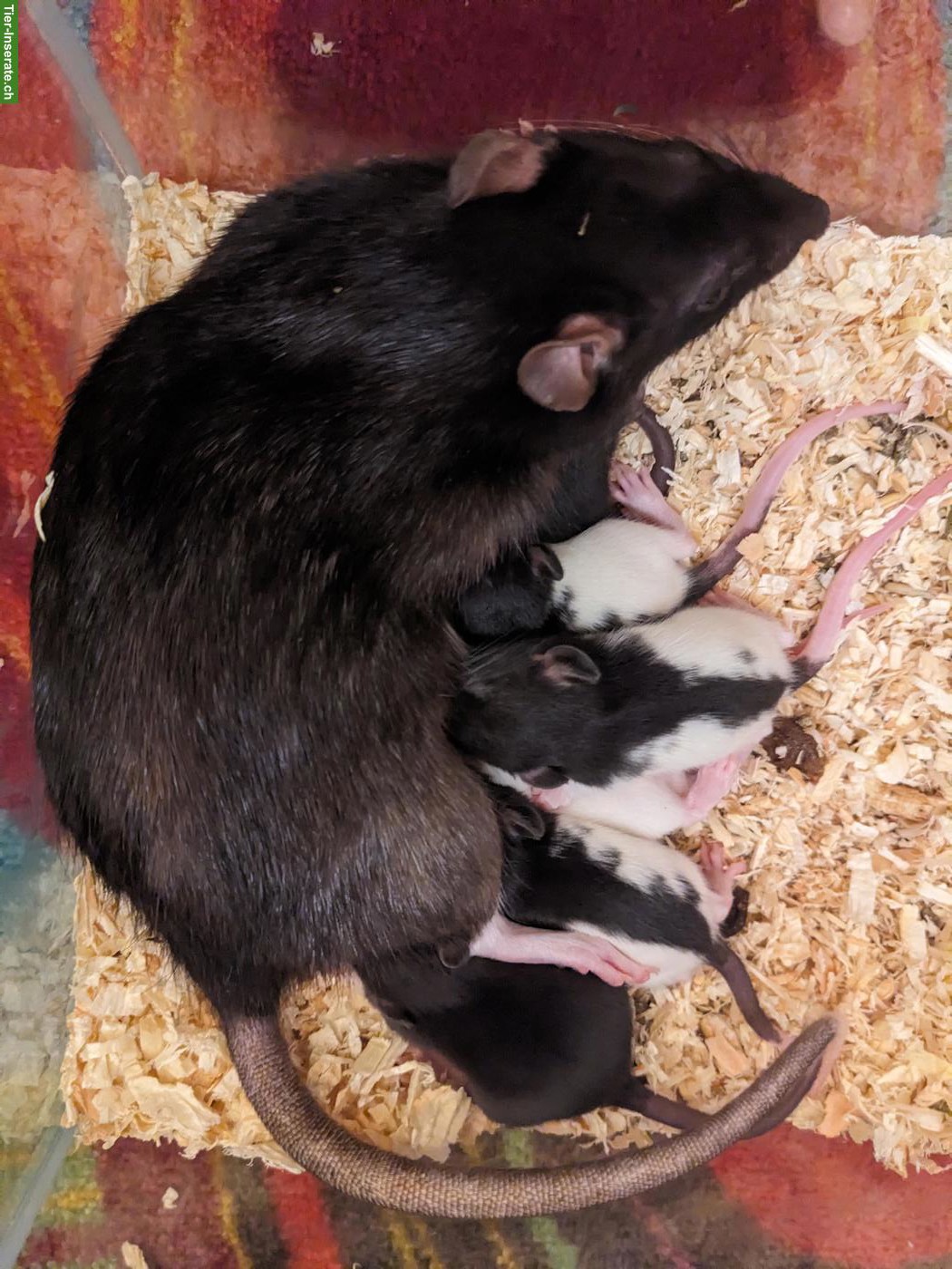 Bild 4: Männliche Rattenbabys aus liebevoller Hobbyzucht