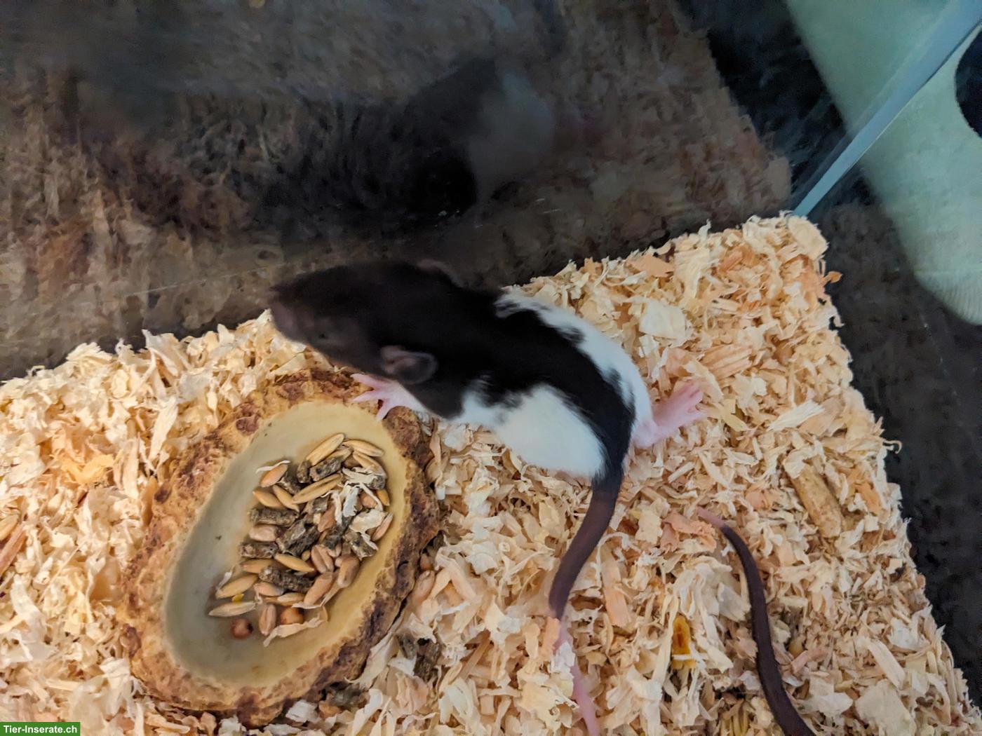 Bild 5: Männliche Rattenbabys aus liebevoller Hobbyzucht