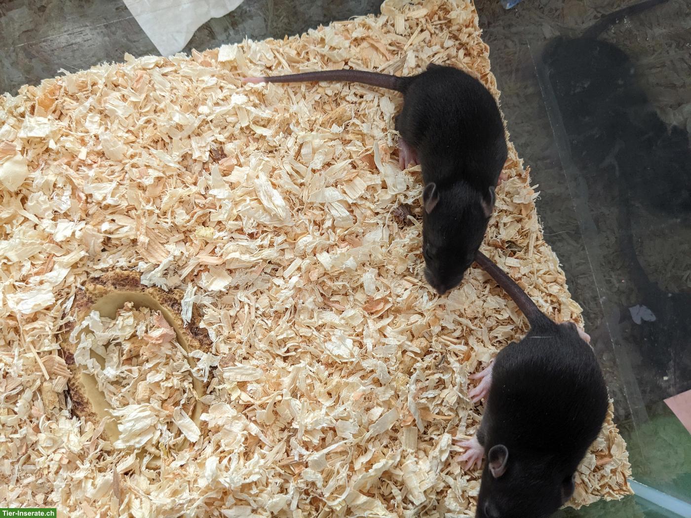 Bild 7: Männliche Rattenbabys aus liebevoller Hobbyzucht