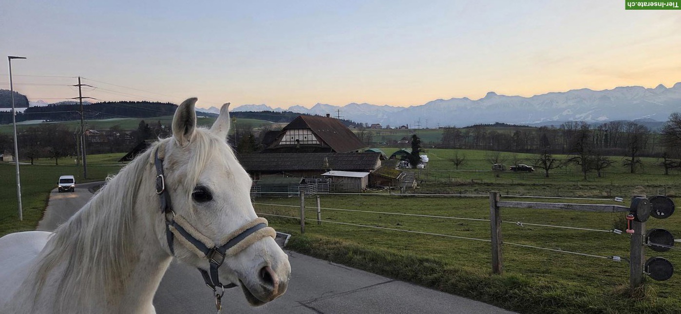 Pflege-, Spazier- und Reitbeteiligung, Kanton Bern