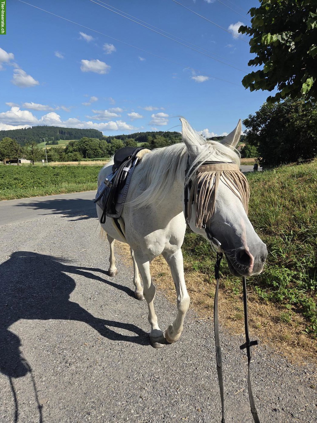 Bild 2: Pflege-, Spazier- und Reitbeteiligung, Kanton Bern