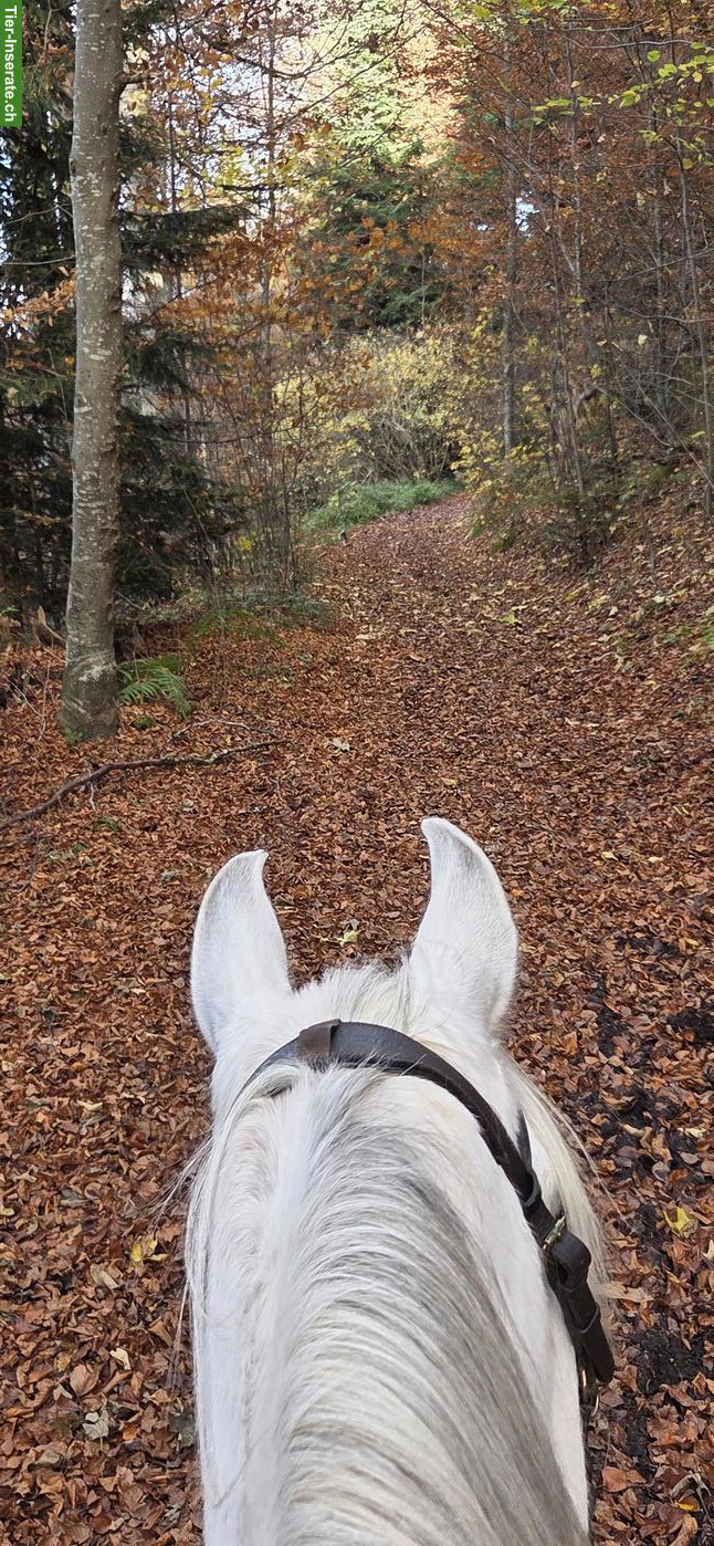 Bild 3: Pflege-, Spazier- und Reitbeteiligung, Kanton Bern