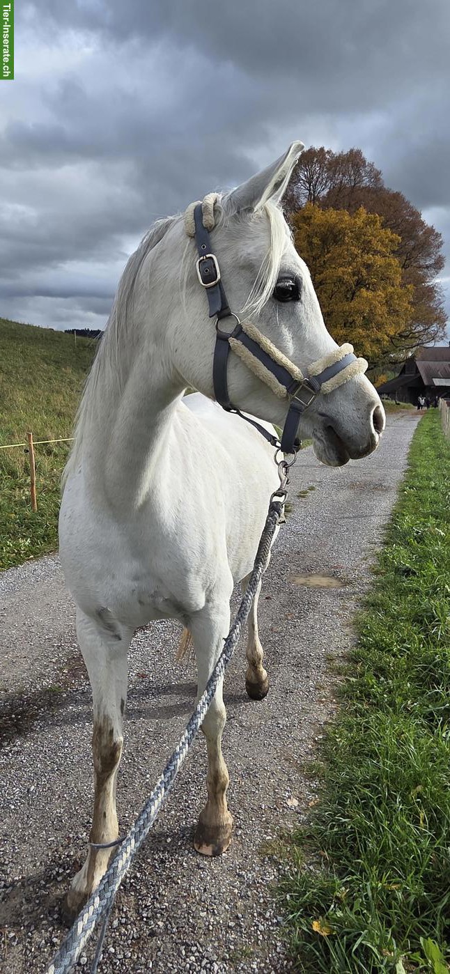 Bild 4: Pflege-, Spazier- und Reitbeteiligung, Kanton Bern