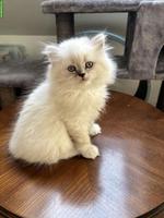 BLH Kätzchen, stubenrein sucht neues Zuhause