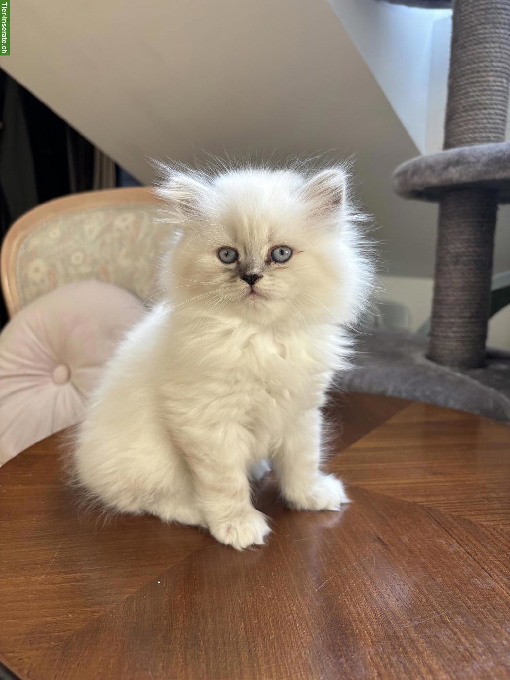 Bild 2: BLH Kätzchen, stubenrein sucht neues Zuhause